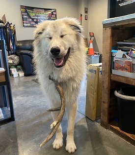 Shop Dog